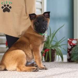 Honey, Belgian Malinois Puppy